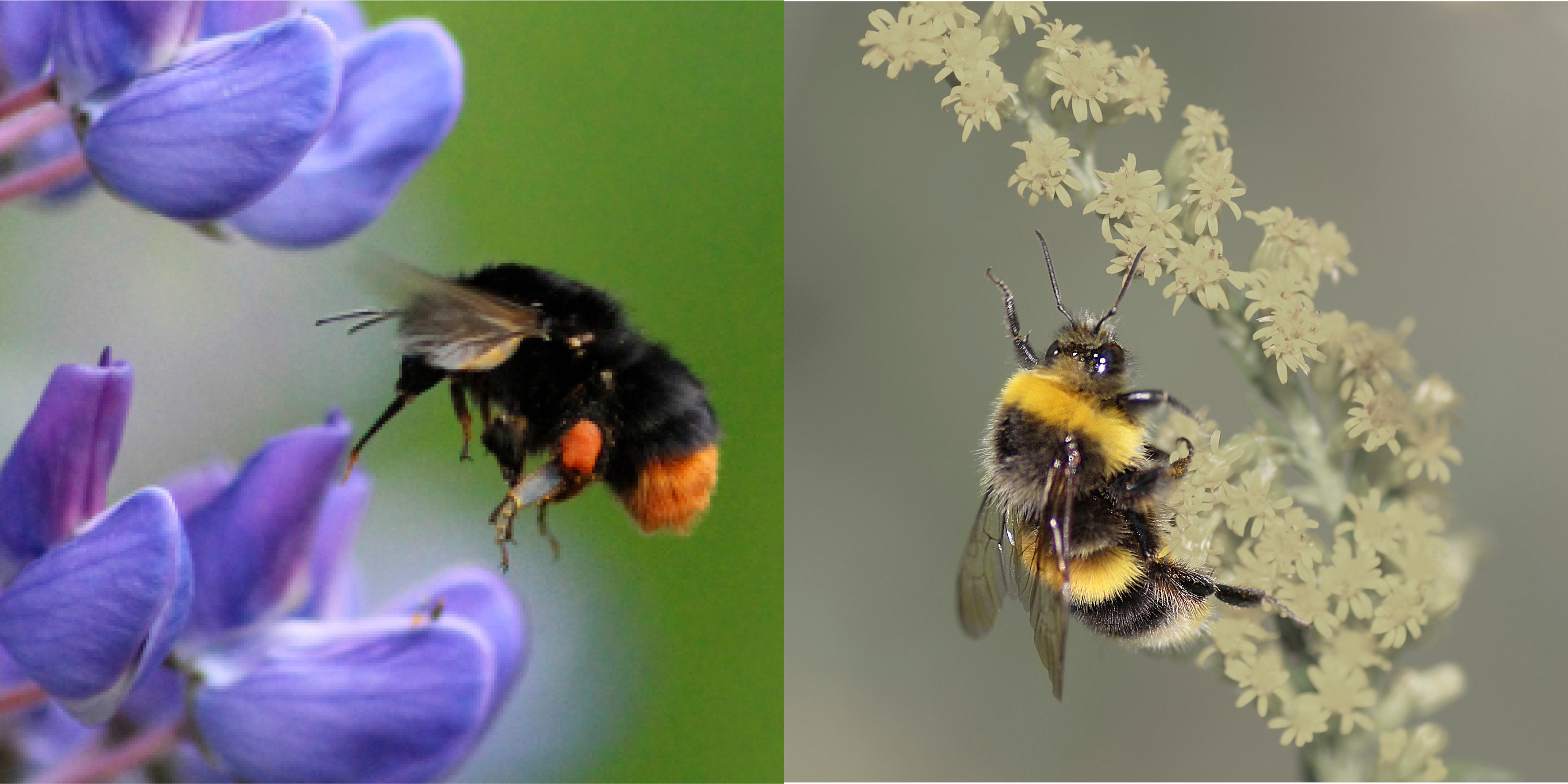 Picture of a bumblebee to the left and a bee to the right