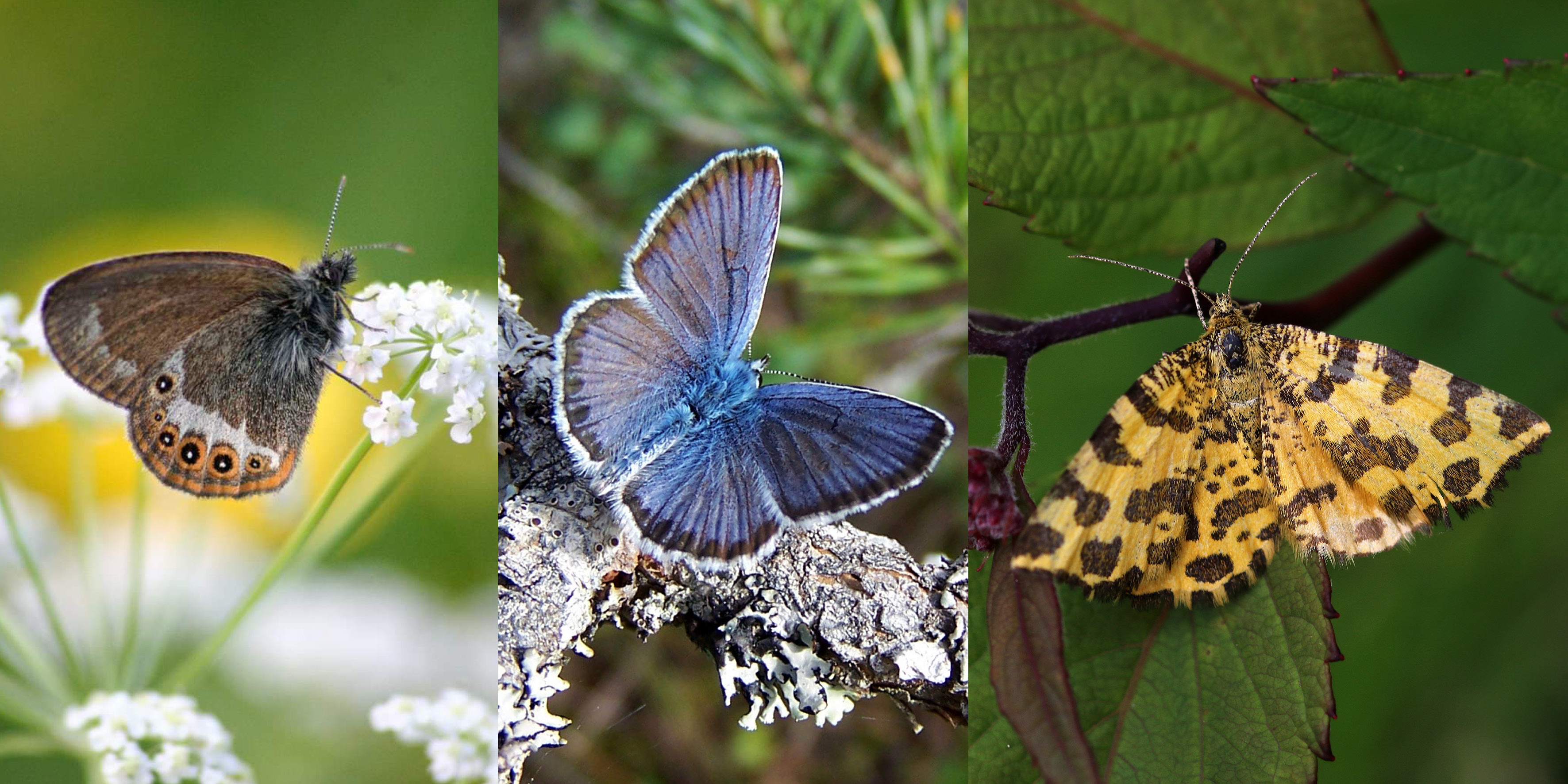 Picture collage of tree butterflies, a brown a blue and a yellow. 