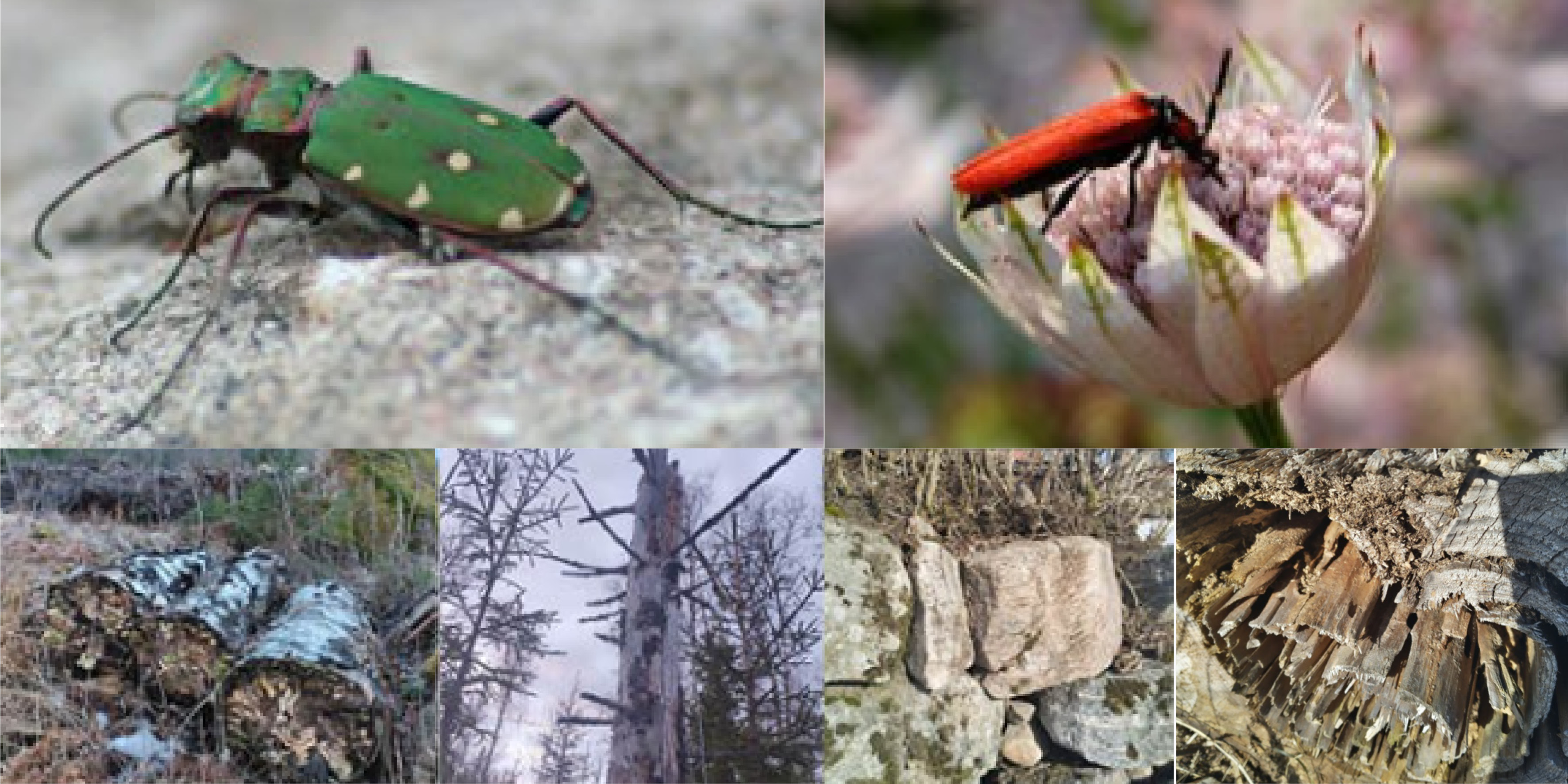 Collage containing two pictures of beetles and several examples of habitats where many insects thrive