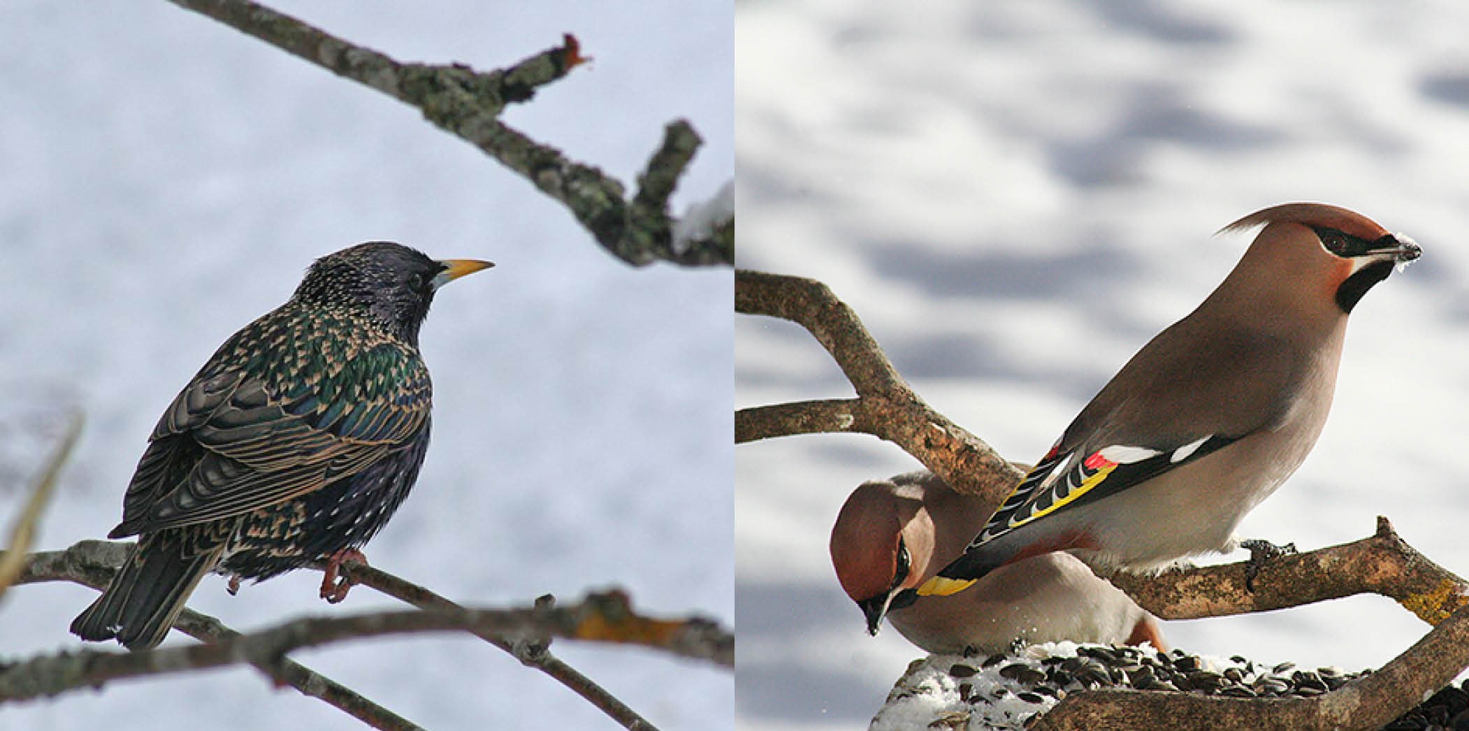 Collage showing two colorful birds