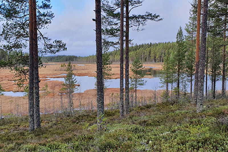 Skog med vatten i bakgrunden