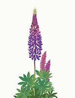 Blomma blomsterlupin, lila blommor gröna blad, kan ha många olika färger på blommorna