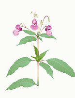 Blomma jättebalsamin, lila blommor gröna blad