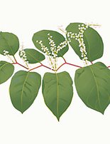 Blomma, parkslide, ljusgula blommor gröna blad