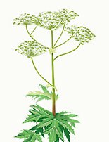 Blomma jätteloka vitgröna blommor, gröna blad
