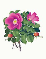 Blomma, vresros, rosa blommor gröna blad